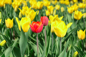 Obraz premium Spring tulips