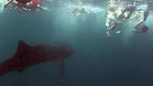 Whale shark sea and divers on background of clean clear blue water of Maldives. Inhabitants in search of food on ocean floor. Deep relax diving in amazing marine landscape.