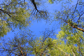 Obraz premium Tree crown against the blue sky