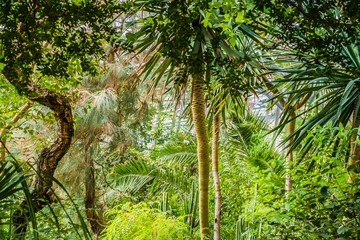Bright green tropical trees in the garden