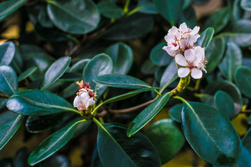 Bright white tropical flower azalea with deep green background
