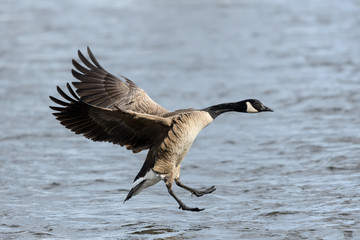 Canada Goose Landing on Water