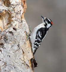 Male Downy Woodpecker  