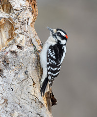 Male Downy Woodpecker  