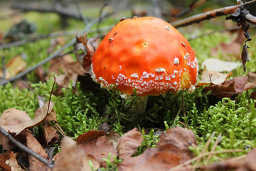 мухомор