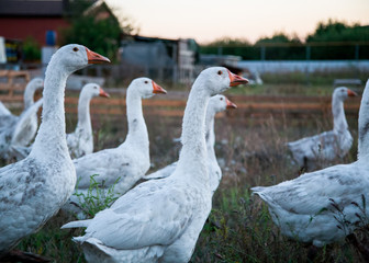Domestic geese graze on traditional village goose farm.