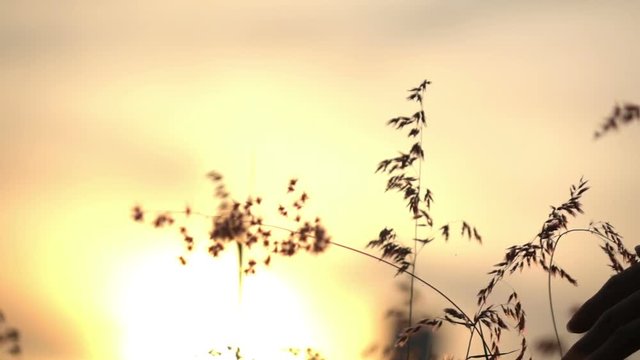 Slow motion hand female touching grass with sunset 
