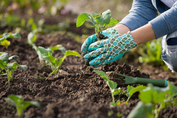 Closeup of gardener's hands planting small flowers at back yard in spring - 142138561