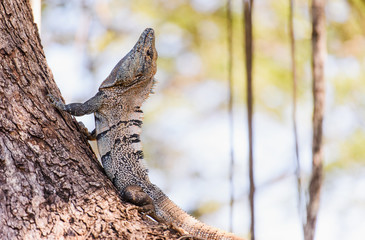 Black spiny-tailed Iguana on trees in Costa Rica