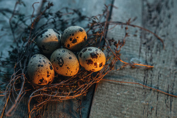 quail eggs in a thyme nest on the rustic wooden table. Use for easter illustration.