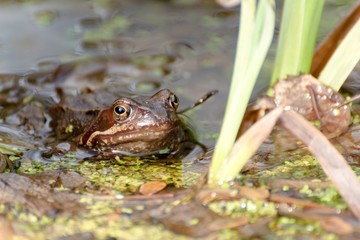European common brown frog