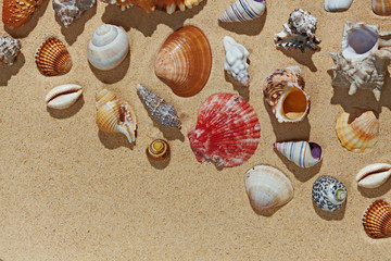 Sea shells on sandy beach with blank space