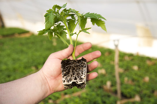 Man hand holding plant of tomato with roots in soil 