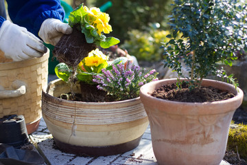 planting spring flowers in pots, primrose and heather in garden, gardening in spring season 