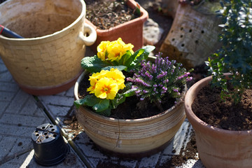 planting spring flowers in pots, primrose and heather in garden, gardening in spring season 