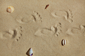 Cute baby footsteps on sandy beach with space for text or desighn