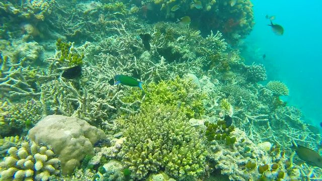 Ocean scenery on shallow coral reef. Underwater video of the ocean. Small fish swim erratically and hidden by algae. Colored corals and fish in the Maldives.