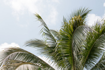 Fototapeta premium green leaf of coconut,isolated on white,sunlight with tall tree
