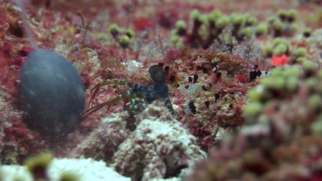 Langoust spiny lobster in search of food on background underwater on bottom sea. Swimming in world of beautiful wildlife of reefs. Abyssal relax diving.