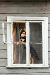 Husky dog sitting at opened house window and looking for print
