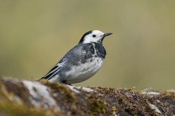 White Wagtail, Pied Wagtails, Wagtails, Motacilla alba