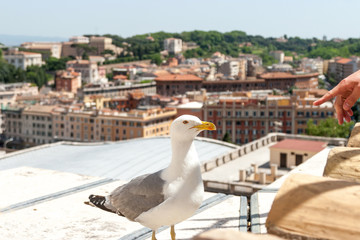 Fototapeta na wymiar gull on the historical center of old city. Seagull stands over the roofs of town