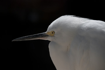 Snowy White Egret in Florida Everglades