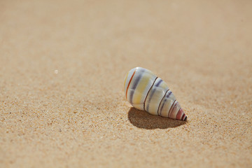 Sea shell on beach sand