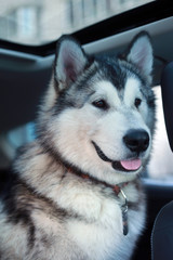  Alaskan malamute in the car