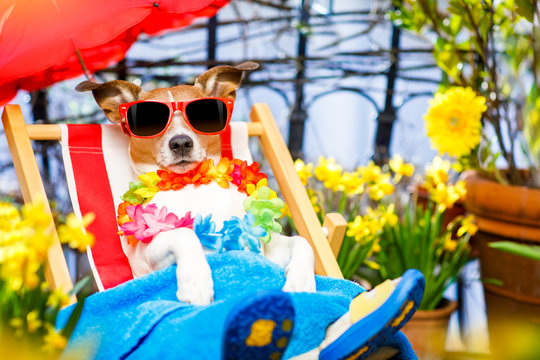 dog summer holiday vacation on hammock