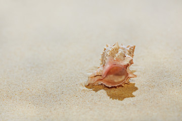 Fototapeta na wymiar Sea shell on beach sand