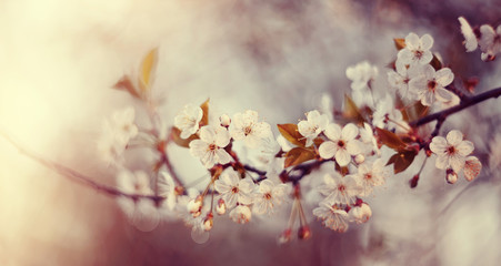 Branch with flowers of a cherry tree
