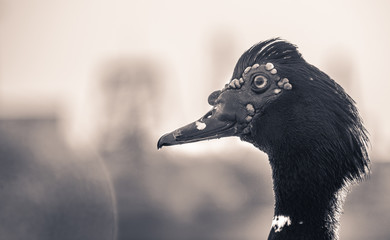 Mexican duck photograph