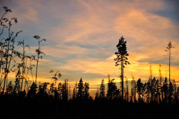 Fototapeta na wymiar Silhouettes of high pines in the sunset sky