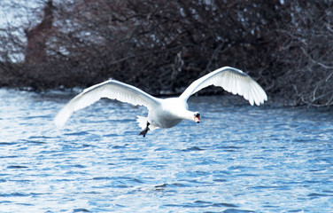 Seagull flying at you