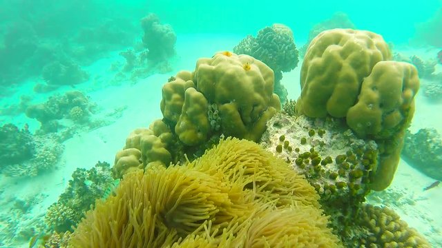 Ocean scenery on shallow coral reef. Underwater video of the ocean. Small fish swim erratically and hidden by algae. Colored corals and fish in the Maldives.