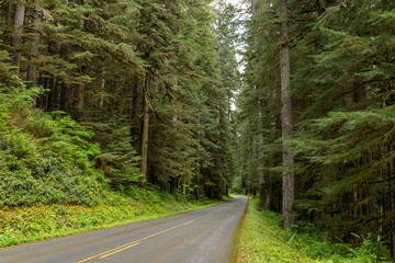 Road in Forest - A two-lane road winding through a tall and dense forest. Olympic National Park, Washington, USA.