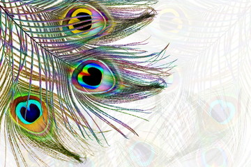 peacock feathers in blurs background with text copy space