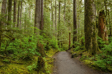 Naklejka premium In Forest - A hiking path curving through a dense and wet rain forest.