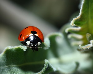 Fototapeta premium Ladybug on leaf