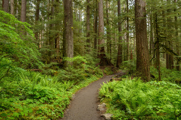Fototapeta na wymiar Hiking Path in Rain-Forest - A hiking path deep in a dense rain-forest. Olympic National Park, Washington, USA.