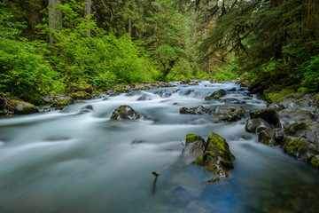 Spring Mountain Creek - A rapid Spring mountain creek running deep in a dense rain-forest. Olympic National Park, Washington, USA.