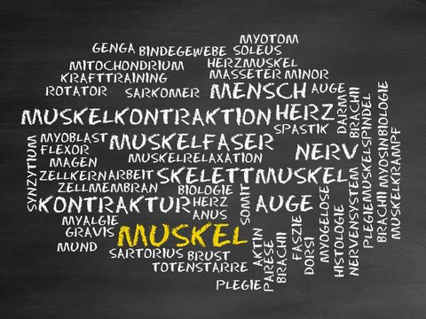 Muskel