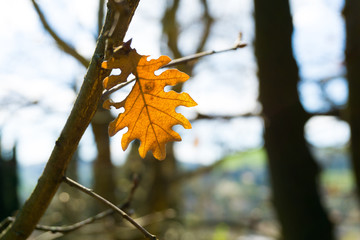 Brown Falling leaf on the tree