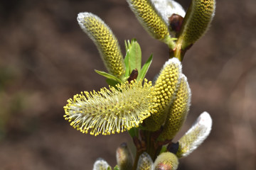 Ast mit blühenden Palmkätzchen und jungen Trieben
