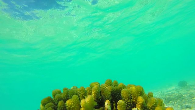 Ocean scenery on shallow coral reef. Underwater video of the ocean. Small fish swim erratically and hidden by algae. Colored corals and fish in the Maldives.