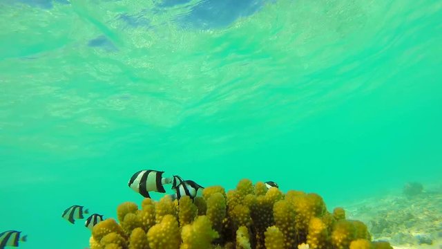 Ocean scenery on shallow coral reef. Underwater video of the ocean. Small fish swim erratically and hidden by algae. Colored corals and fish in the Maldives.