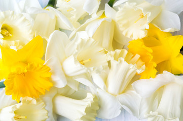 Fototapeta na wymiar White and yellow carcissus spring flowers