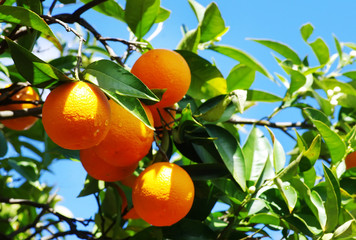 Ripe oranges hanging on tree