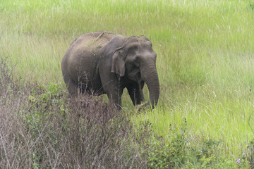 Naklejka na ściany i meble Asian elephant in the forest, Khao Yai National Park